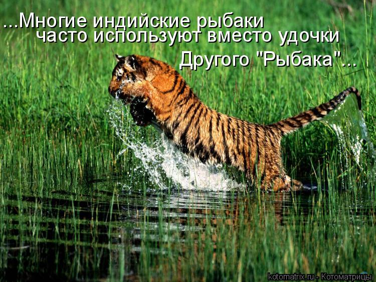 ...Многие индийские рыбаки часто используют вместо удочки Другого "Рыбака"...... Котоматрица: ...Многие индийские рыбаки часто используют вместо удочки Другого "Рыбака"...
