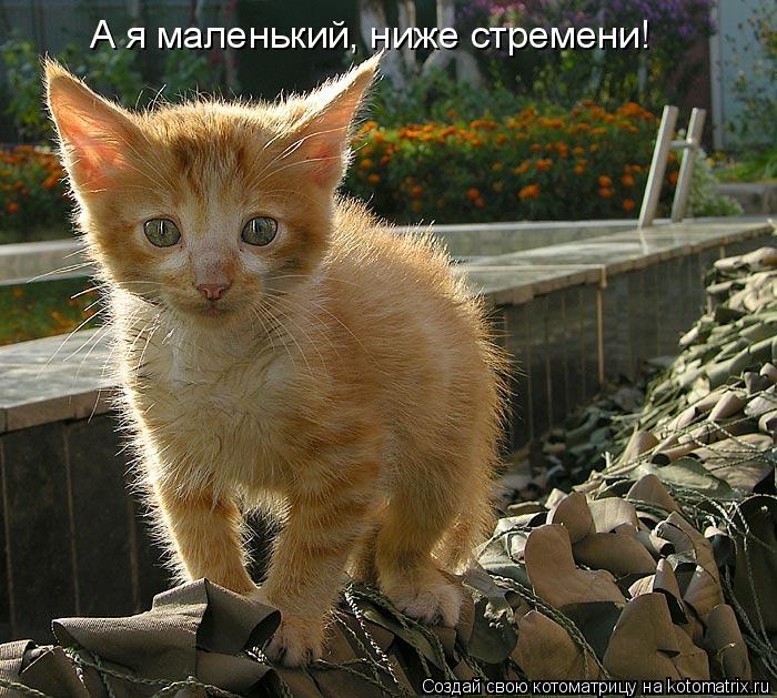 А я маленький, ниже стремени!... Котоматрица: А я маленький, ниже стремени!
