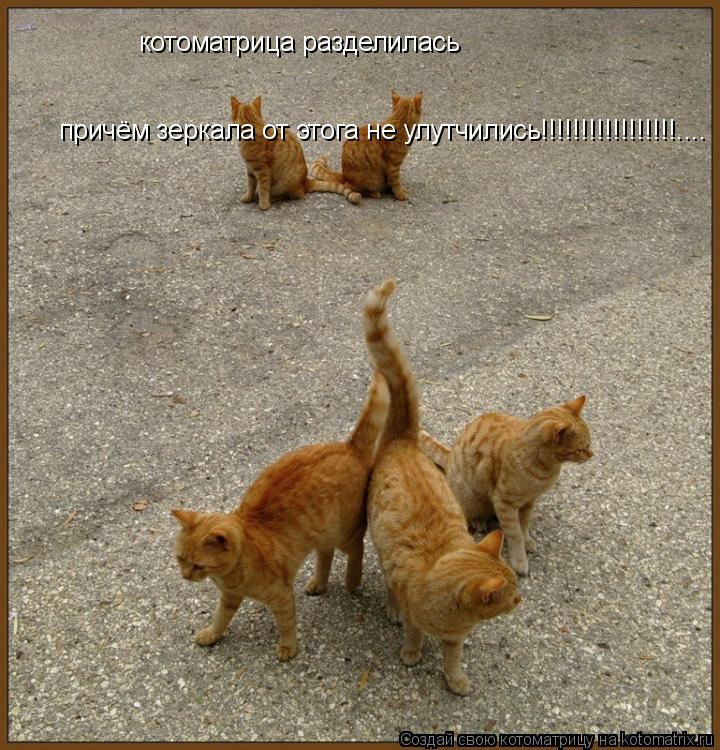 котоматрица разделилась причём зеркала от этога не улутчились!!!!!!!!!!!!!!!!!.... причём зеркала от ... Котоматрица: котоматрица разделилась причём зеркала от этога не улутчились!!!!!!!!!!!!!!!!!.... причём зеркала от этога не улутчились!!!!!!!!!!!!!!!!!....