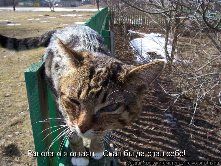 - Рановато я оттаял... Спал бы да спал себе!..... Котоматрица: - Рановато я оттаял... Спал бы да спал себе!..