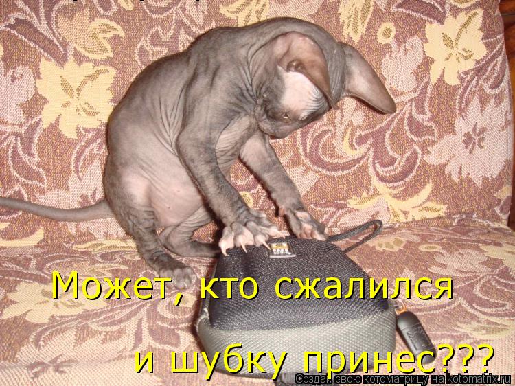 Может, кто сжалился и шубку принес??? и шубку принес???... Котоматрица: Может, кто сжалился и шубку принес??? и шубку принес???
