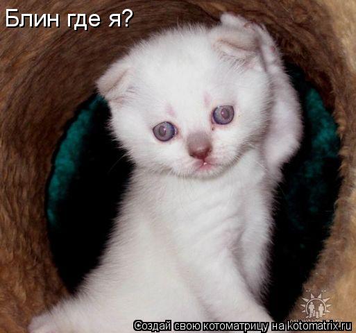 Блин где я?... Котоматрица: Блин где я?
