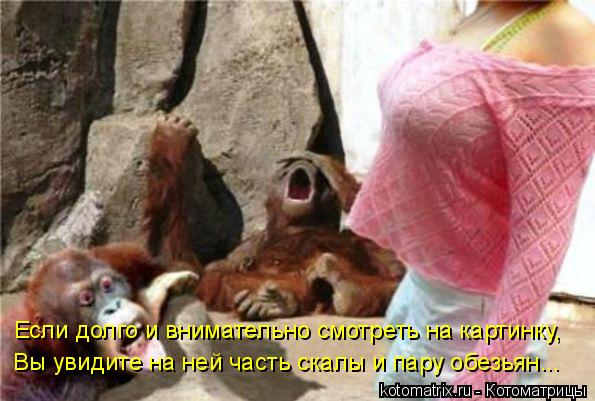 Если долго и внимательно смотреть на картинку, Вы увидите на ней часть скалы и пару обезьян...... Котоматрица: Если долго и внимательно смотреть на картинку, Вы увидите на ней часть скалы и пару обезьян...