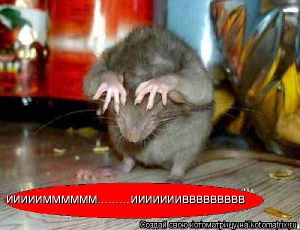 ииииимммммм.........иииииииввввввввв... Котоматрица: ииииимммммм.........иииииииввввввввв