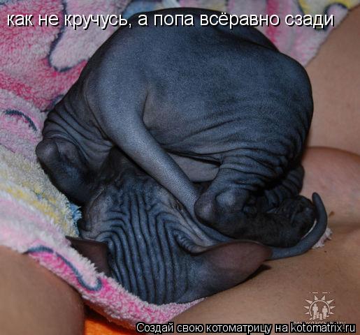 как не кручусь, а попа всёравно сзади... Котоматрица: как не кручусь, а попа всёравно сзади