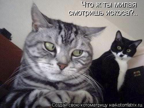 Что ж ты милая смотришь искоса?..... Котоматрица: Что ж ты милая смотришь искоса?..