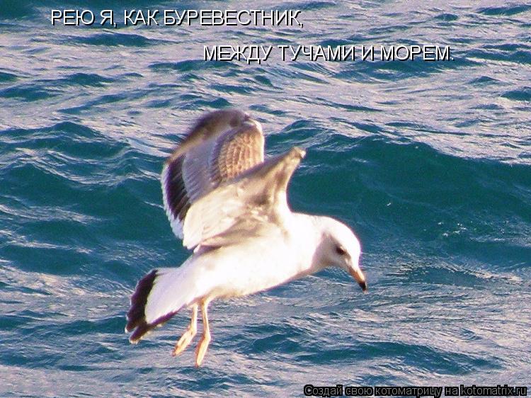 МЕЖДУ ТУЧАМИ И МОРЕМ. РЕЮ Я, КАК БУРЕВЕСТНИК,... Котоматрица: МЕЖДУ ТУЧАМИ И МОРЕМ. РЕЮ Я, КАК БУРЕВЕСТНИК,