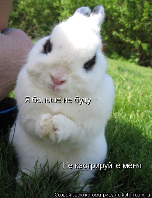 Я больше не буду Не кастрируйте меня... Котоматрица: Я больше не буду Не кастрируйте меня