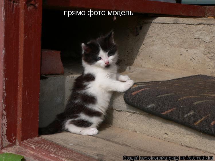 прямо фото модель... Котоматрица: прямо фото модель