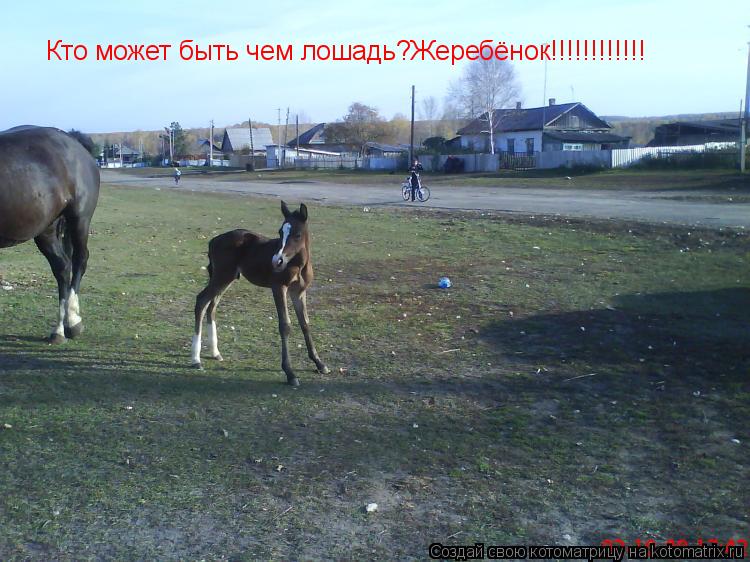 Кто может быть чем лошадь?Жеребёнок!!!!!!!!!!!!... Котоматрица: Кто может быть чем лошадь?Жеребёнок!!!!!!!!!!!!