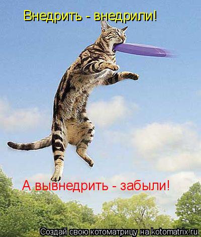 Внедрить - внедрили! А вывнедрить - забыли!... Котоматрица: Внедрить - внедрили! А вывнедрить - забыли!