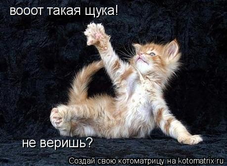 вооот такая щука! не веришь?... Котоматрица: вооот такая щука! не веришь?