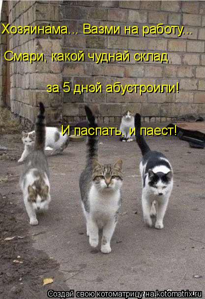 Хозяинама... Вазми на работу... Смари, какой чуднай склад за 5 днэй абустроили! И паспать, и паест!... Котоматрица: Хозяинама... Вазми на работу... Смари, какой чуднай склад за 5 днэй абустроили! И паспать, и паест!