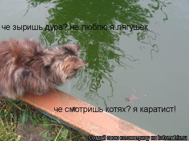 че зыришь дура? не люблю я лягушек че смотришь котях? я каратист!... Котоматрица: че зыришь дура? не люблю я лягушек че смотришь котях? я каратист!