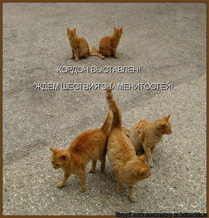Котоматрица: КОРДОН ВЫСТАВЛЕН! ЖДЕМ ШЕСТВИЯ ЗНАМЕНИТОСТЕЙ!