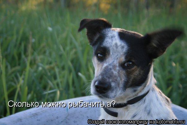 Сколько можно рыбачить,а?... Котоматрица: Сколько можно рыбачить,а?