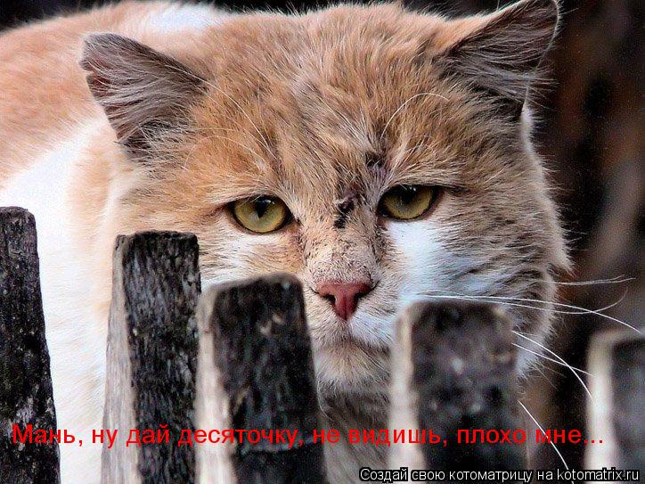 Мань, ну дай десяточку, не видишь, плохо мне...... Котоматрица: Мань, ну дай десяточку, не видишь, плохо мне...