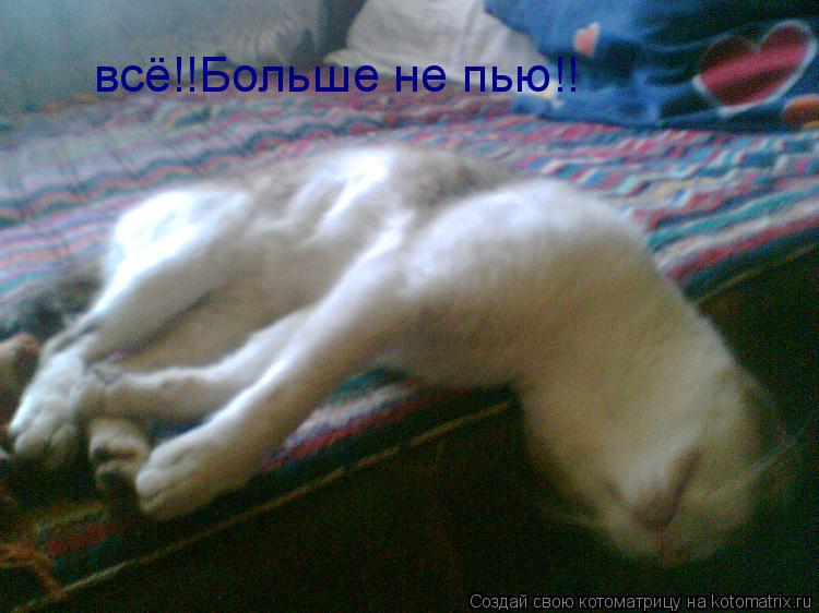всё!!Больше не пью!!... Котоматрица: всё!!Больше не пью!!