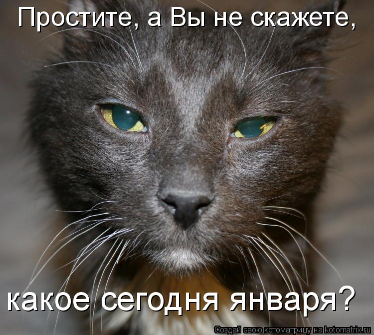 Простите, а Вы не скажете, какое сегодня января?... Котоматрица: Простите, а Вы не скажете, какое сегодня января?