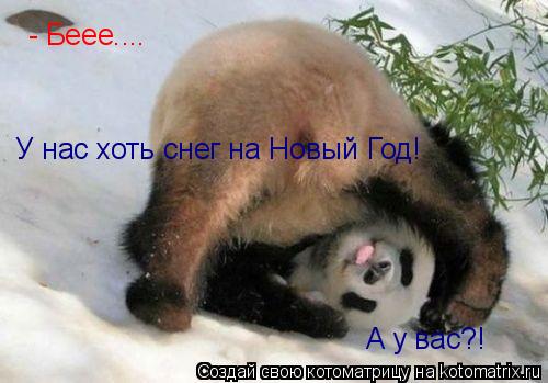 - Беее.... У нас хоть снег на Новый Год! А у вас?!... Котоматрица: - Беее.... У нас хоть снег на Новый Год! А у вас?!