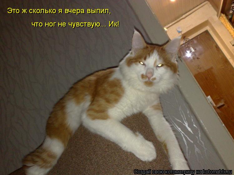 Это ж сколько я вчера выпил, что ног не чувствую... Ик!... Котоматрица: Это ж сколько я вчера выпил, что ног не чувствую... Ик!