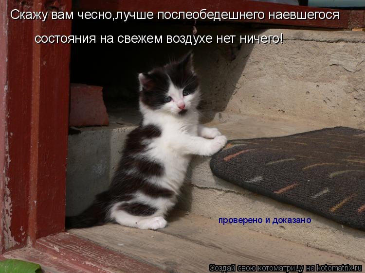 Скажу вам чесно,лучше послеобедешнего наевшегося состояния на свежем воздухе нет ничего! проверено и ... Котоматрица: Скажу вам чесно,лучше послеобедешнего наевшегося состояния на свежем воздухе нет ничего! проверено и доказано
