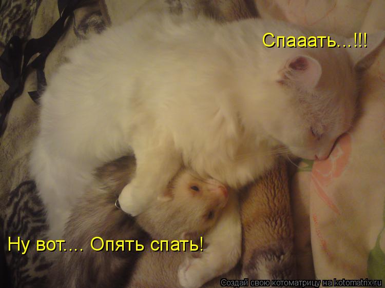 Спааать...!!! Ну вот.... Опять спать!... Котоматрица: Спааать...!!! Ну вот.... Опять спать!