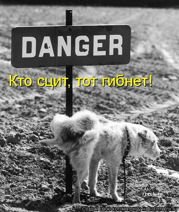 Кто сцит, тот гибнет!... Котоматрица: Кто сцит, тот гибнет!