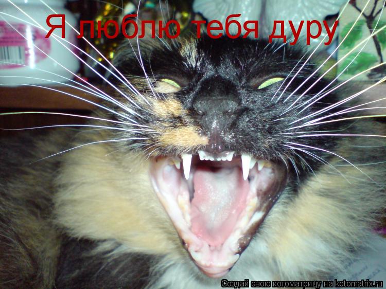 Я люблю тебя дуру... Котоматрица: Я люблю тебя дуру
