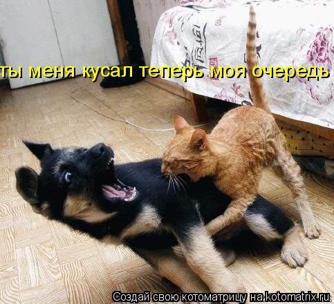 ты меня кусал теперь моя очередь... Котоматрица: ты меня кусал теперь моя очередь