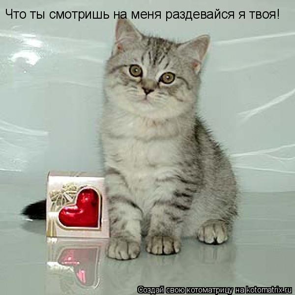 Что ты смотришь на меня раздевайся я твоя!... Котоматрица: Что ты смотришь на меня раздевайся я твоя!