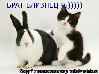 БРАТ БЛИЗНЕЦ %)))))... Котоматрица: БРАТ БЛИЗНЕЦ %)))))