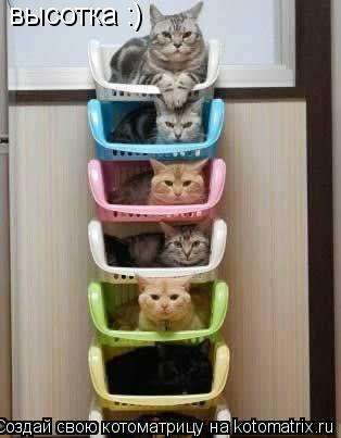 высотка :)... Котоматрица: высотка :)