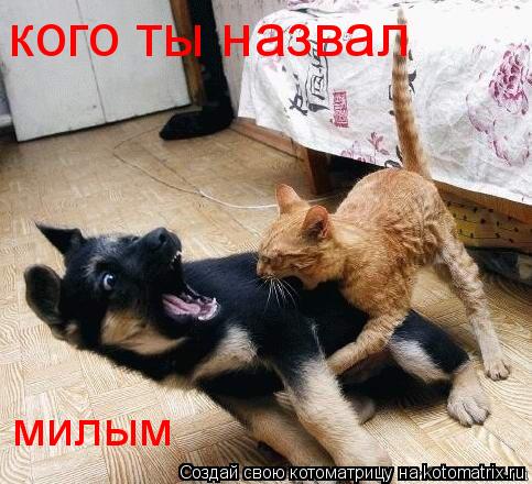 кого ты назвал милым... Котоматрица: кого ты назвал милым