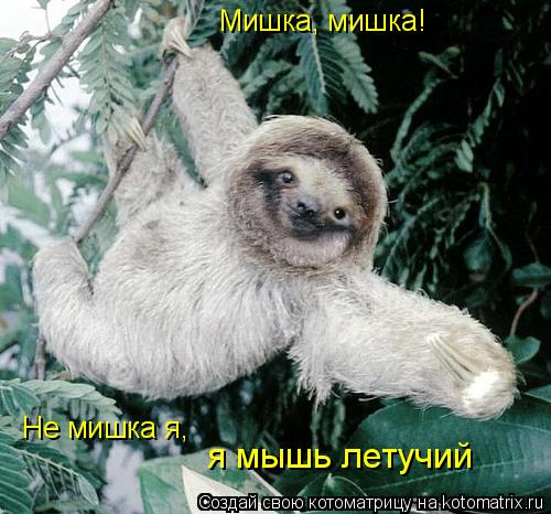Мишка, мишка! Не мишка я, я мышь летучий... Котоматрица: Мишка, мишка! Не мишка я, я мышь летучий