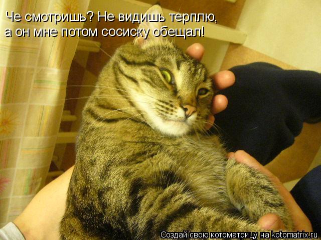 Че смотришь? Не видишь терплю, а он мне потом сосиску обещал!... Котоматрица: Че смотришь? Не видишь терплю, а он мне потом сосиску обещал!