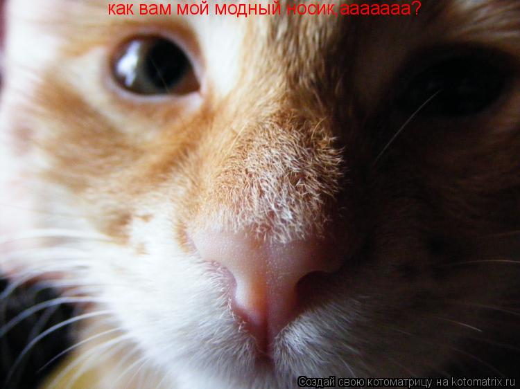 как вам мой модный носик,ааааааа?... Котоматрица: как вам мой модный носик,ааааааа?