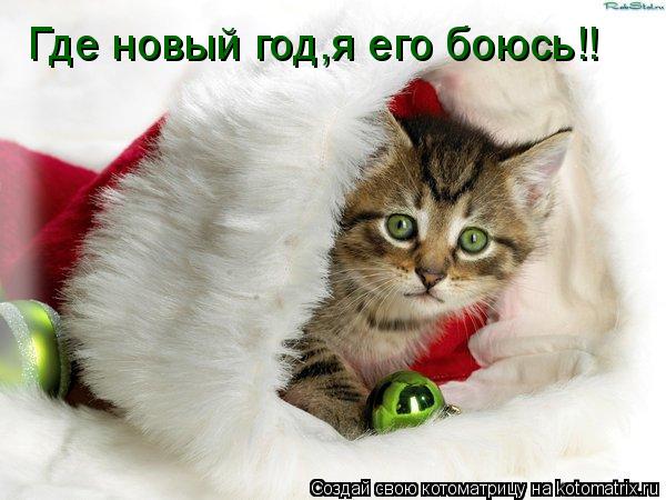 Где новый год,я его боюсь!!... Котоматрица: Где новый год,я его боюсь!!