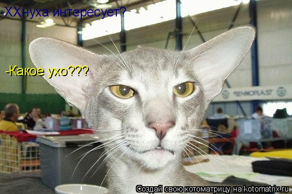 -ХХнуха интересует? -Какое ухо???... Котоматрица: -ХХнуха интересует? -Какое ухо???