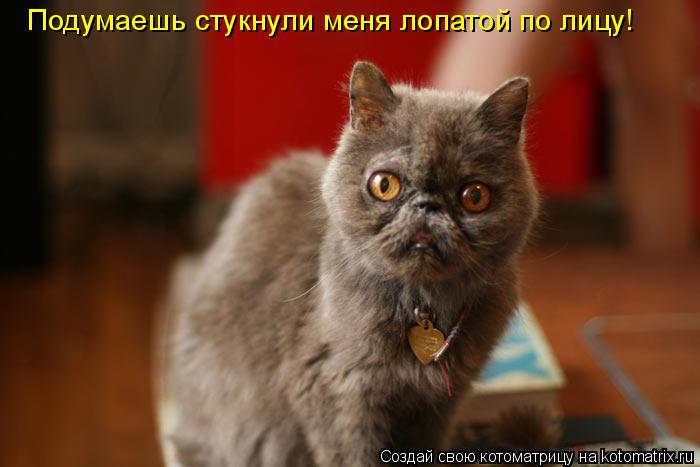 Подумаешь стукнули меня лопатой по лицу!... Котоматрица: Подумаешь стукнули меня лопатой по лицу!