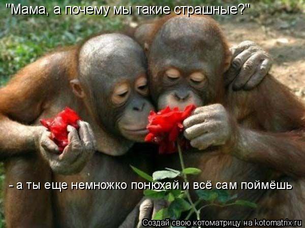 "Мама, а почему мы такие страшные?" - а ты еще немножко понюхай и всё сам поймёшь... Котоматрица: "Мама, а почему мы такие страшные?" - а ты еще немножко понюхай и всё сам поймёшь