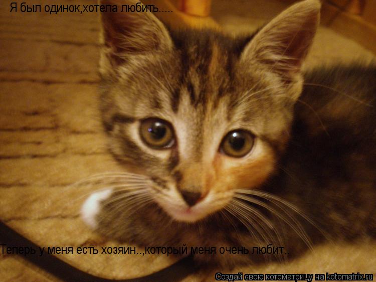 Я был одинок,хотела любить..... Теперь у меня есть хозяин..,который меня очень любит..... Котоматрица: Я был одинок,хотела любить..... Теперь у меня есть хозяин..,который меня очень любит..
