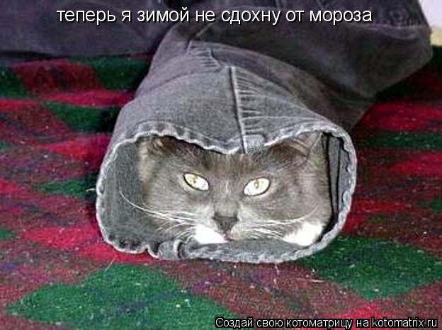 теперь я зимой не сдохну от мороза... Котоматрица: теперь я зимой не сдохну от мороза