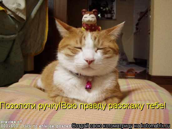 Позолоти ручку!Всю правду расскажу тебе!... Котоматрица: Позолоти ручку!Всю правду расскажу тебе!