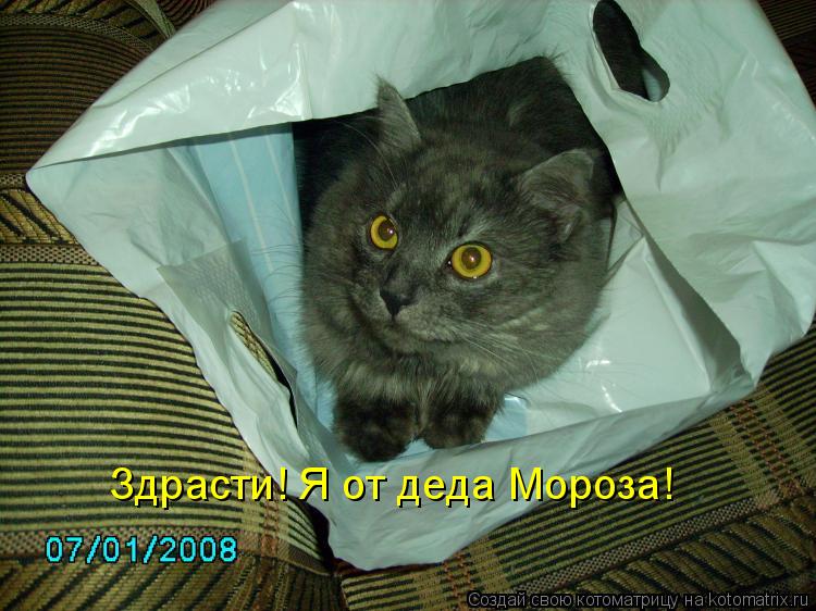 Здрасти! Я от деда Мороза!... Котоматрица: Здрасти! Я от деда Мороза!