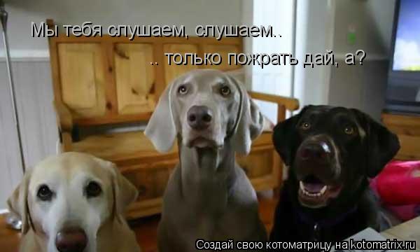 Мы тебя слушаем, слушаем.. .. только пожрать дай, а?... Котоматрица: Мы тебя слушаем, слушаем.. .. только пожрать дай, а?