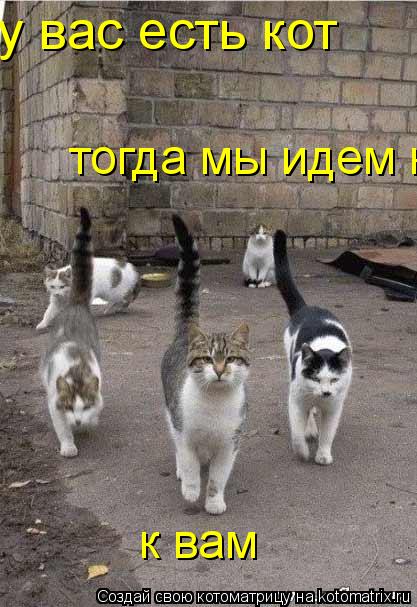 у вас есть кот тогда мы идем к вам к вам... Котоматрица: у вас есть кот тогда мы идем к вам к вам