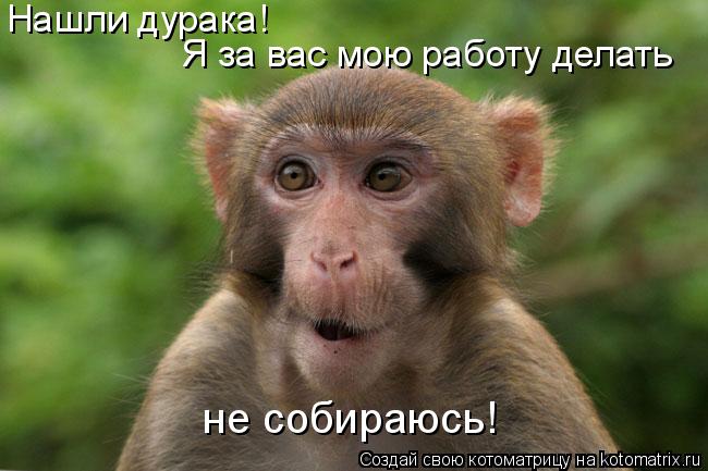 Нашли дурака! Я за вас мою работу делать не собираюсь!... Котоматрица: Нашли дурака! Я за вас мою работу делать не собираюсь!