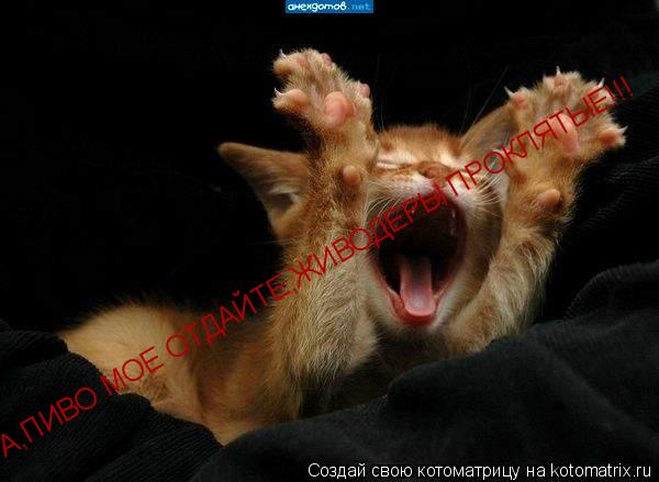 А,ПИВО МОЕ ОТДАЙТЕ,ЖИВОДЕРЫ ПРОКЛЯТЫЕ!!!... Котоматрица: А,ПИВО МОЕ ОТДАЙТЕ,ЖИВОДЕРЫ ПРОКЛЯТЫЕ!!!