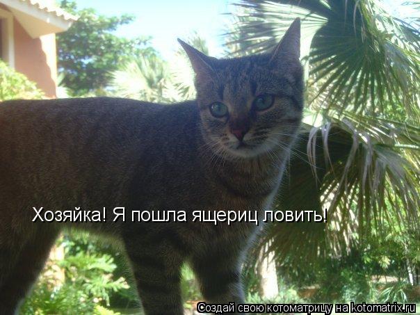 Хозяйка! Я пошла ящериц ловить!... Котоматрица: Хозяйка! Я пошла ящериц ловить!